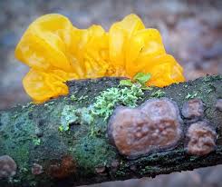 Attēlu rezultāti vaicājumam “Tremella ramalinae”