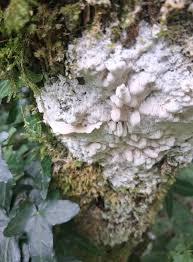 Attēlu rezultāti vaicājumam “Antrodia gossypium”