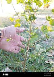 Attēlu rezultāti vaicājumam “Euphorbia virgata”