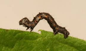 Attēlu rezultāti vaicājumam “Geocrypta galii larva”