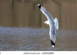 Attēlu rezultāti vaicājumam “Larus canus adult”