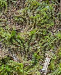 Attēlu rezultāti vaicājumam “Lophozia longiflora”