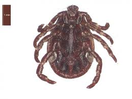 Attēlu rezultāti vaicājumam “Reticularia sp.”