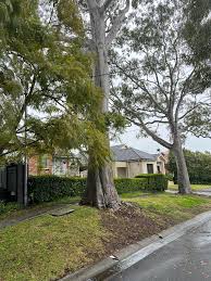 Attēlu rezultāti vaicājumam “Cephalozia loitlesbergeri”