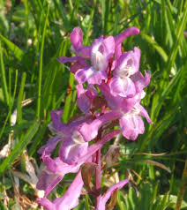 Attēlu rezultāti vaicājumam “Corydalis cava”
