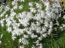 Attēlu rezultāti vaicājumam “Dianthus arenarius leaf”