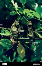 Attēlu rezultāti vaicājumam “Robinia pseudoacacia fruit”