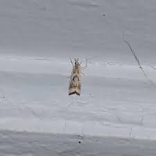 Attēlu rezultāti vaicājumam “Comatricha elegans var. microspora”