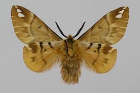 Attēlu rezultāti vaicājumam “Endromidae”