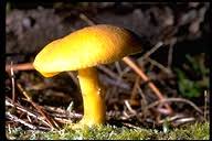 Attēlu rezultāti vaicājumam “Tricholomopsis decora”