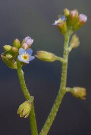 Attēlu rezultāti vaicājumam “Myosotis laxa subsp. baltica”
