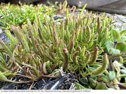 Attēlu rezultāti vaicājumam “Myosurus minimus flower”