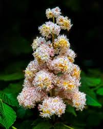 Attēlu rezultāti vaicājumam “Aesculus hippocastanum flower”