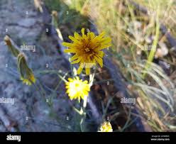 Attēlu rezultāti vaicājumam “Tragopogon heterospermus flower”
