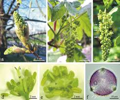 Attēlu rezultāti vaicājumam “Acer pseudoplatanus flower”