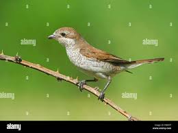 Attēlu rezultāti vaicājumam “Lanius collurio female”