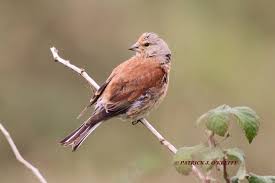 Attēlu rezultāti vaicājumam “Carduelis cannabina male”