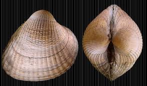 Attēlu rezultāti vaicājumam “Colloderma oculatum sessile”