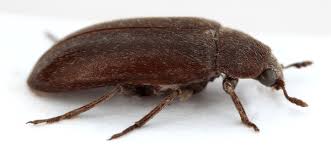 Attēlu rezultāti vaicājumam “Dermestidae”