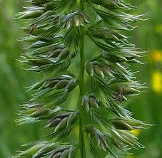 Attēlu rezultāti vaicājumam “Cynosurus cristatus flower”