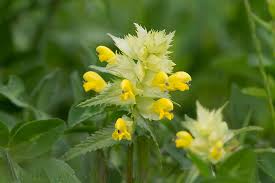 Attēlu rezultāti vaicājumam “Rhinanthus serotinus flower”