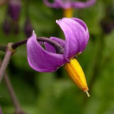 Attēlu rezultāti vaicājumam “Solanum dulcamara flower”