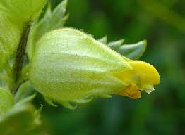 Attēlu rezultāti vaicājumam “Rhinanthus minor”