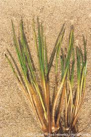 Attēlu rezultāti vaicājumam “Isoetes lacustris”