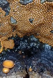 Attēlu rezultāti vaicājumam “Trichia sp.”