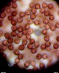 Attēlu rezultāti vaicājumam “Didymium crustaceum macro”