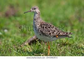 Attēlu rezultāti vaicājumam “Philomachus pugnax adult”