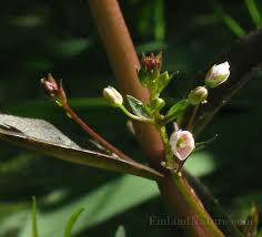 Attēlu rezultāti vaicājumam “Veronica scutellata bud”