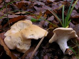 Attēlu rezultāti vaicājumam “Hydnum repandum”