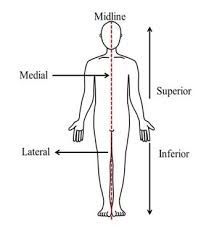 Image result for body midline