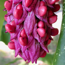 Attēlu rezultāti vaicājumam “Magnolia”