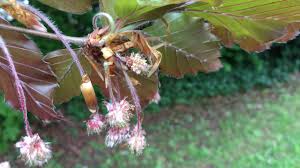 Attēlu rezultāti vaicājumam “Fagus sylvatica male flower”