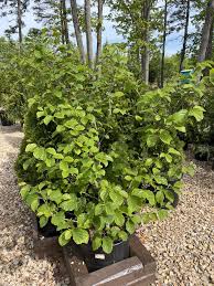 Attēlu rezultāti vaicājumam “Hamamelis”