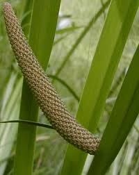 Image result for Acorus calamus