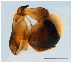 Attēlu rezultāti vaicājumam “Xanthogramma sp. male”