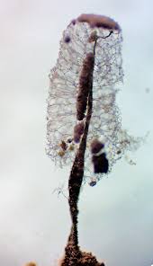 Attēlu rezultāti vaicājumam “Comatricha meandrispora macro”