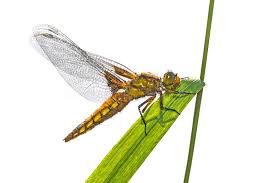 Attēlu rezultāti vaicājumam “Libellula depressa female”