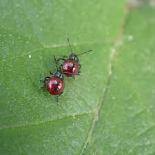 Attēlu rezultāti vaicājumam “Zicrona caerulea nymph”