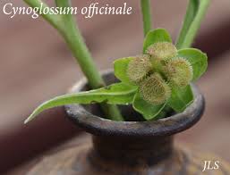 Attēlu rezultāti vaicājumam “Cynoglossum officinale fruit”