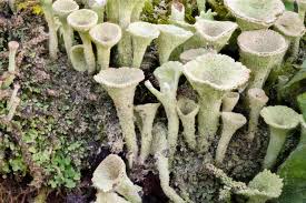 Attēlu rezultāti vaicājumam “Cladonia fimbriata”