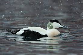 Attēlu rezultāti vaicājumam “Somateria mollissima male”