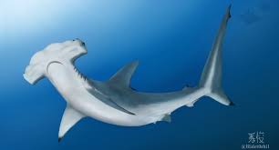 Image result for Sphyrna