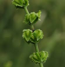 Attēlu rezultāti vaicājumam “Rumex obtusifolius”