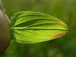 Attēlu rezultāti vaicājumam “Hypericum maculatum leaf”