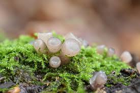 Attēlu rezultāti vaicājumam “Neobulgaria pura”