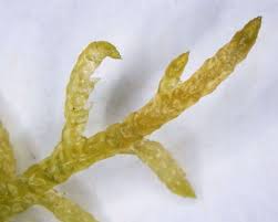 Attēlu rezultāti vaicājumam “Pseudoscleropodium purum”